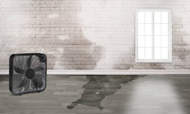 Best Water damage restoration experts  in Lochsloy, WA